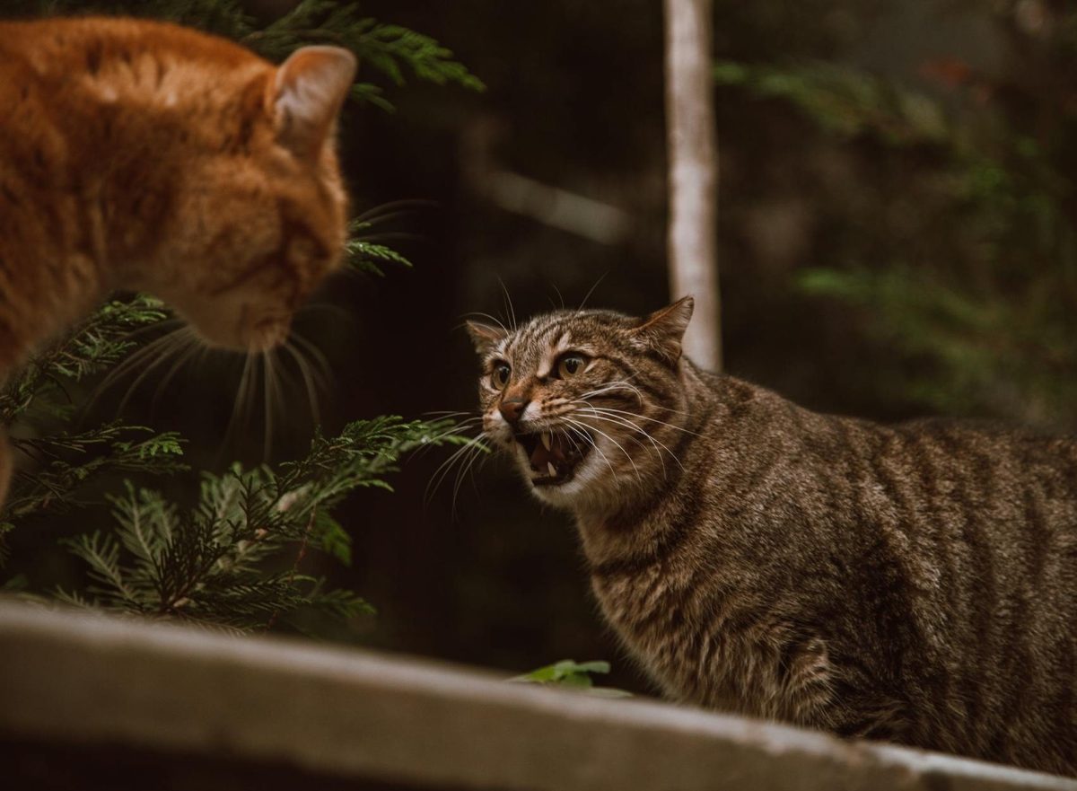 The grace to&nbsp;Fight!